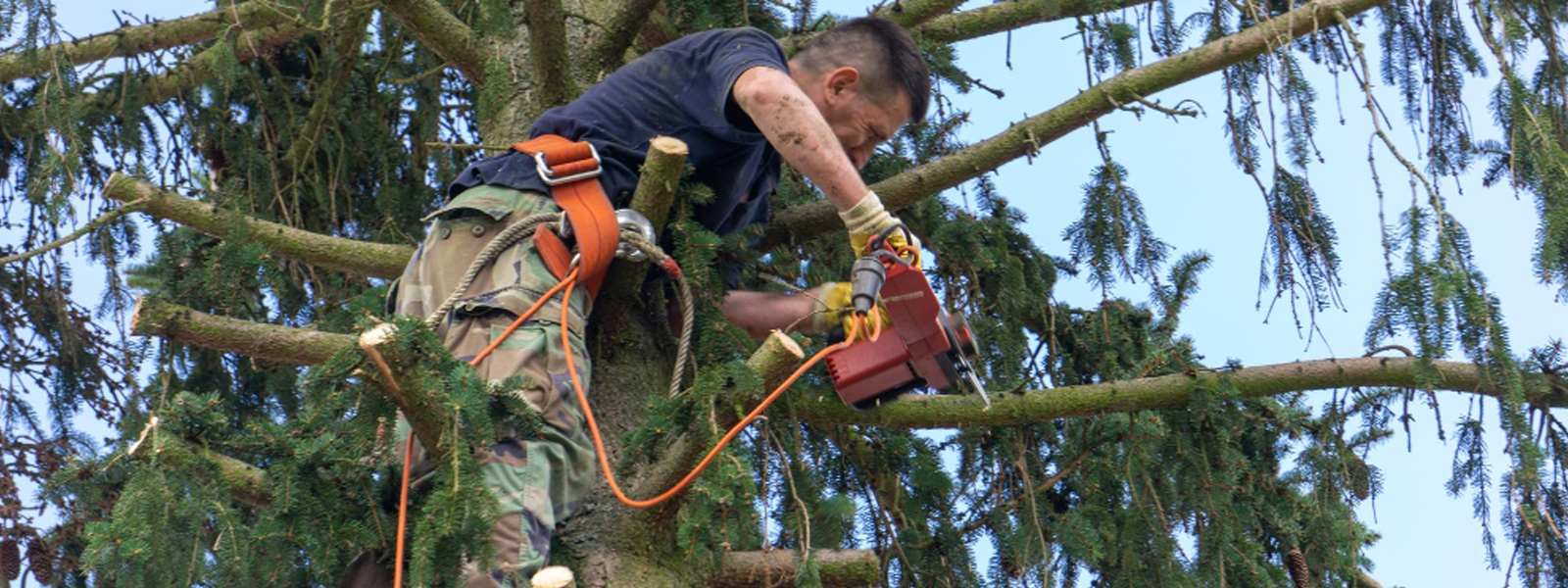 Élagage et paysagisme à Colomiers
